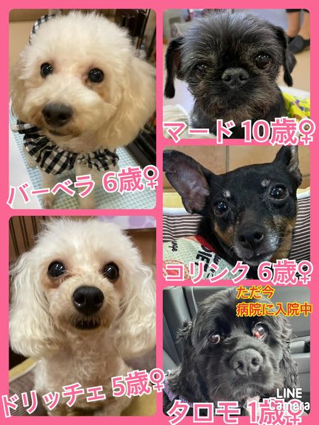 🐾今日の里親様募集中ワンコ🐶メンバーです🐾2022,7,11【保護犬カフェ天神橋店】